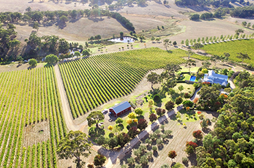 Loonie Wine Co estate